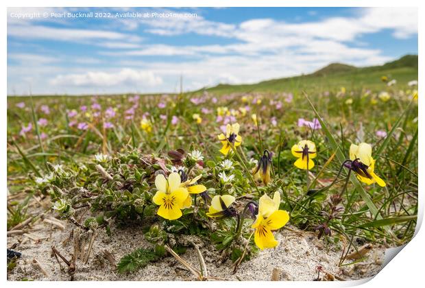 Machair Flowers North Uist Scotland Print by Pearl Bucknall