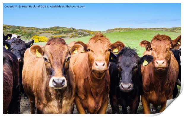 Inquisitive  Cattle Farm Animals in Countryside Print by Pearl Bucknall