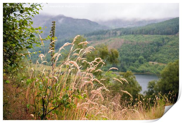 Grasses Above Llyn Crafnant Snowdonia Print by Pearl Bucknall