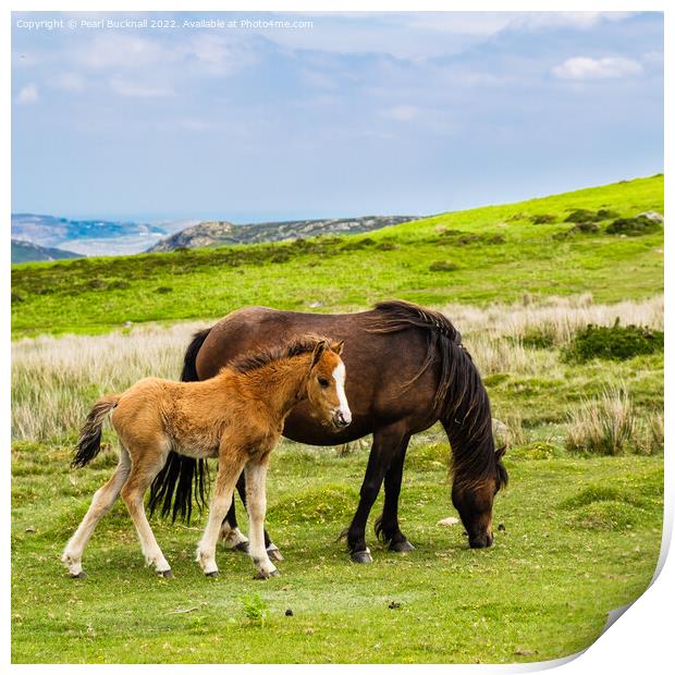 Wild Welsh Mountain Ponies Carneddau Snowdonia Print by Pearl Bucknall