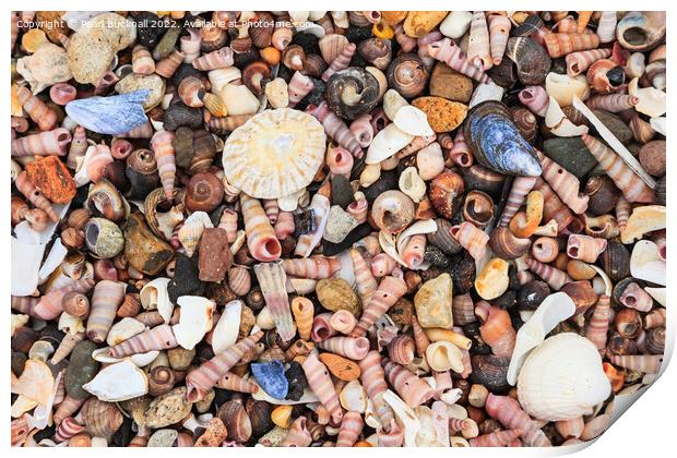 Sea Shells on a Seashore Print by Pearl Bucknall