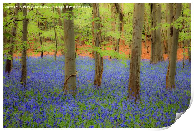 Dreamy English Bluebell Wood Print by Pearl Bucknall