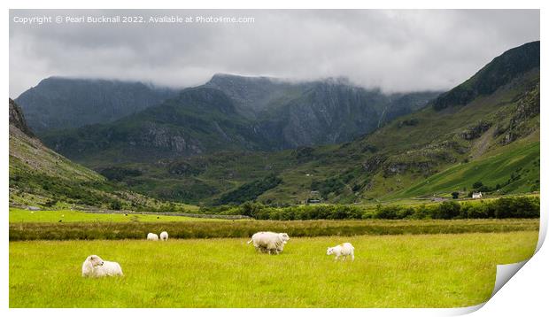 Sheep in Nant Ffrancon Valley in Snowdonia Print by Pearl Bucknall