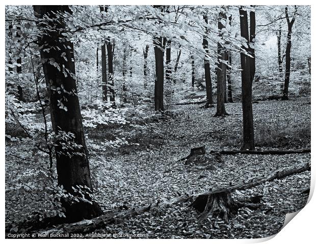 Beech Trees in Woodland Monochrome Print by Pearl Bucknall