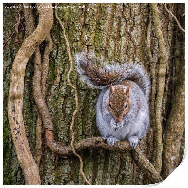 Grey Squirrel Portrait of a Wild Animal Print by Pearl Bucknall