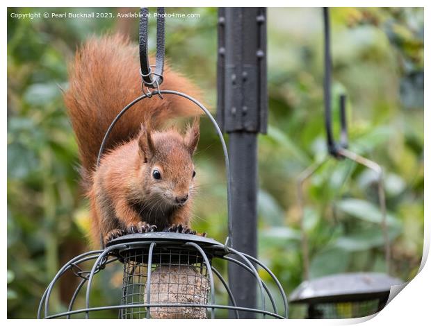 Garden Visitor Print by Pearl Bucknall