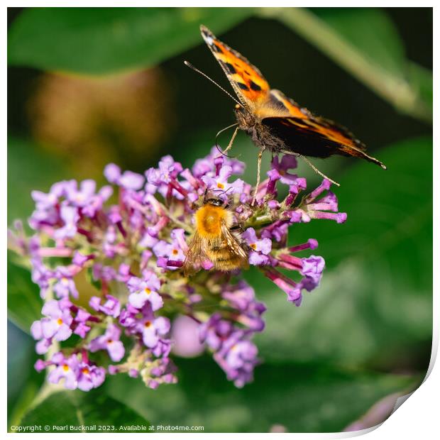 Butterfly and a Bee on a Flower Print by Pearl Bucknall