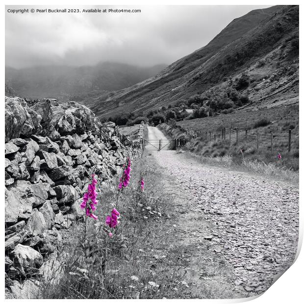 Foxgloves by Wall in Country Lane Snowdonia Print by Pearl Bucknall