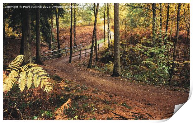 Alice Holt Woodland Path in Autumn Print by Pearl Bucknall