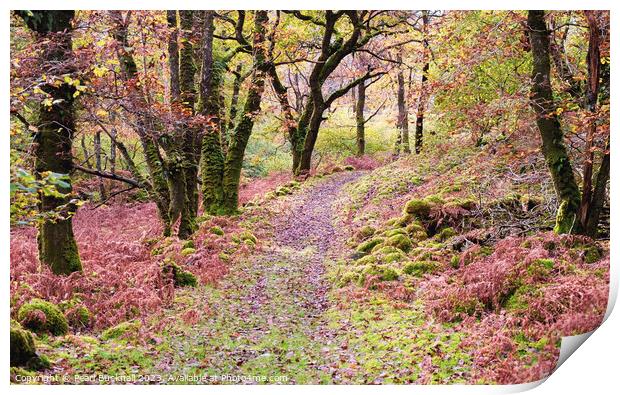 Woodland Walk in Celtic Rainforest in Snowdonia Print by Pearl Bucknall