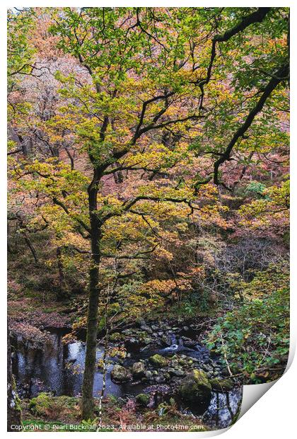 Celtic Rainforest Woodland in Snowdonia Print by Pearl Bucknall