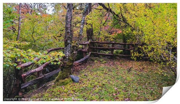 Celtic Rainforest in Snowdonia Wales panoramic Print by Pearl Bucknall
