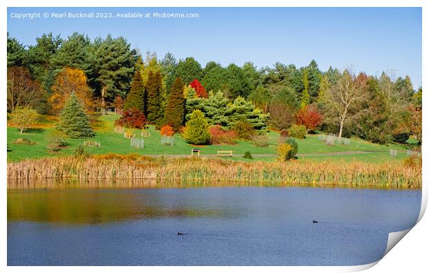 Marshall's Lake in Autumn at Bedgebury Kent Print by Pearl Bucknall
