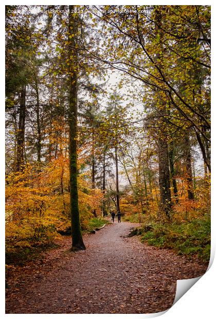 Coed Tan Dinas Walk in Snowdonia Print by Pearl Bucknall