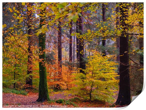 Autumn Trees on Betws-y-Coed Walk in Snowdonia Print by Pearl Bucknall