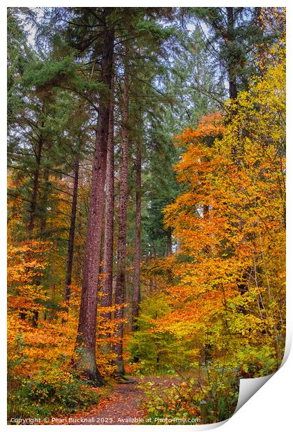 Autumn Glory on Coed Tan Dinas Walk in Snowdonia Print by Pearl Bucknall