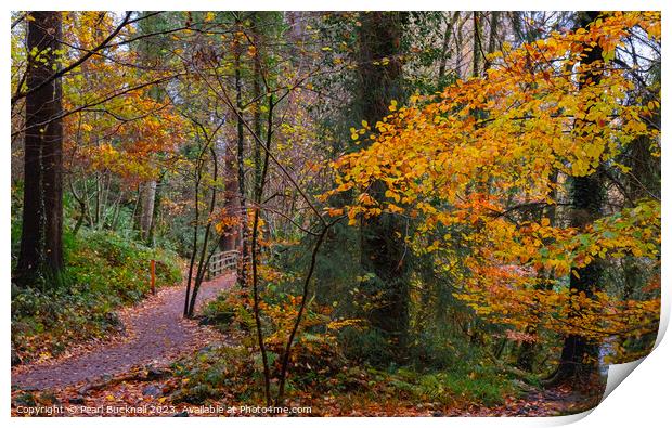 A Woodland Walk in Autumn at Betws-y-Coed Print by Pearl Bucknall