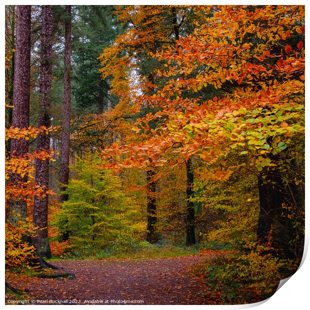 Autumn Trees on Coed Tan Dinas Walk in Snowdonia Print by Pearl Bucknall