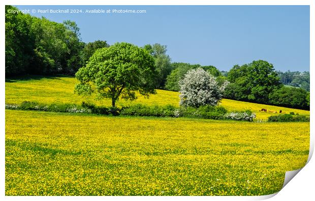 Buttercup Fields in English Countryside  Print by Pearl Bucknall