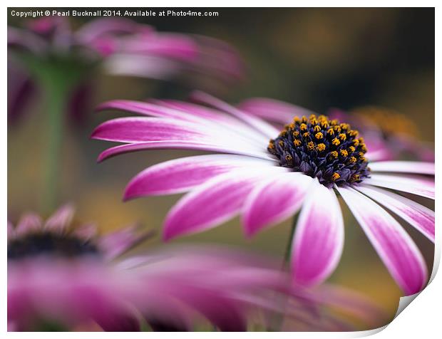 Osteospermum flowers Print by Pearl Bucknall