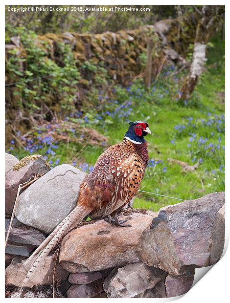 Male Pheasant on a Wall in Countryside Outdoor Print by Pearl Bucknall