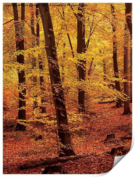 Autumn Woodland Beech Wood in Hampshire Print by Pearl Bucknall
