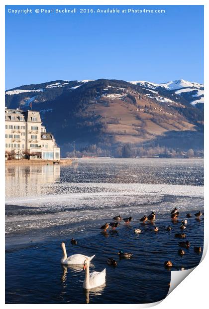 Swans in Zeller See lake Print by Pearl Bucknall