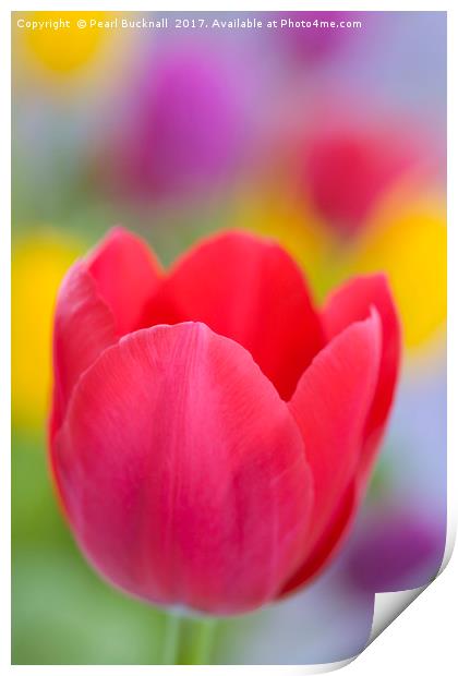 Bright Coloured Tulips Print by Pearl Bucknall