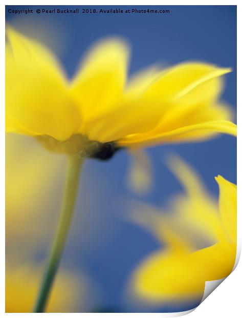 Soft Focus Yellow Chrysanthemums Print by Pearl Bucknall