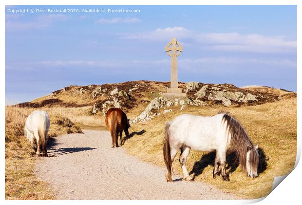 Welsh Mountain Ponies on Ynys Llanddwyn Anglesey Print by Pearl Bucknall
