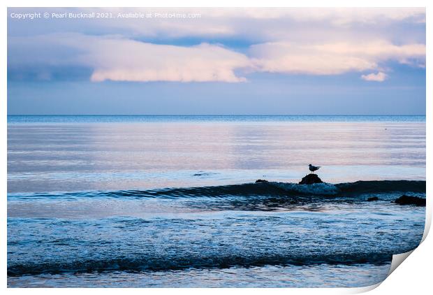 A Gull on a Rock on Welsh Coast Print by Pearl Bucknall