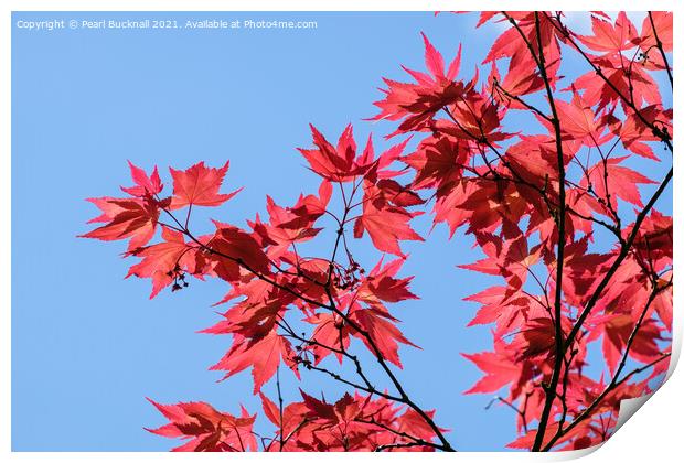 Red Acer Leaves and Blue Sky Print by Pearl Bucknall