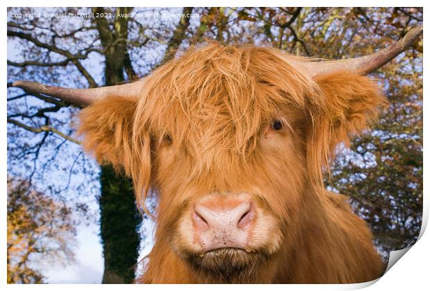 Highland Cattle Cow Facing Print by Pearl Bucknall