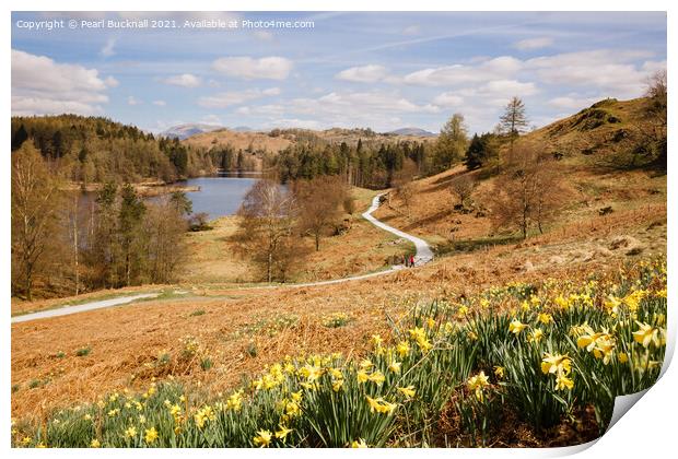 Daffodils in Spring at Tarn Hows Print by Pearl Bucknall