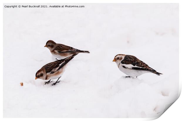 Three Snow Buntings Birds Print by Pearl Bucknall