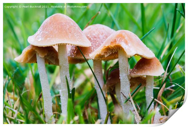 Fungi in Grass Print by Pearl Bucknall