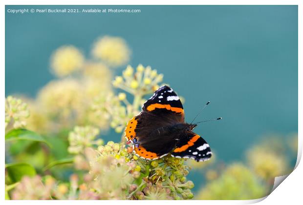 Red Admiral Butterfly on Ivy Print by Pearl Bucknall