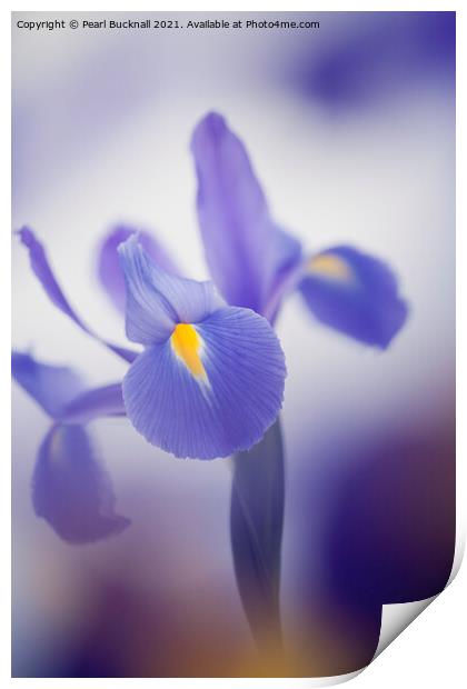 Blue Purple Iris Flower Print by Pearl Bucknall
