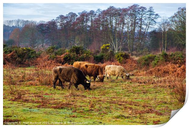 Cattle Grazing in Hothfield Heathlands Ashford Ken Print by Pearl Bucknall