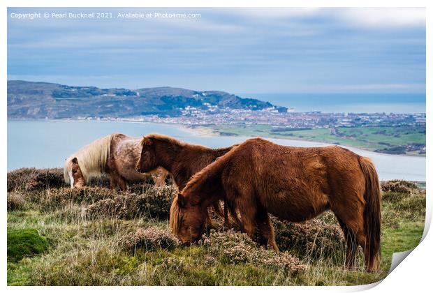 Welsh Mountain Ponies on North Wales Coast Print by Pearl Bucknall