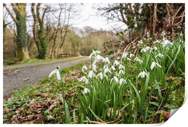 Country Lane with Wild Snowdrops Print by Pearl Bucknall
