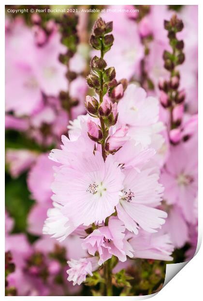 Pink Prairie Mallow Flowers Print by Pearl Bucknall