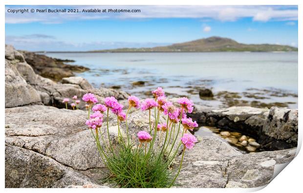 Sea Pink Thrift Flowers South Uist Outer Hebrides Print by Pearl Bucknall