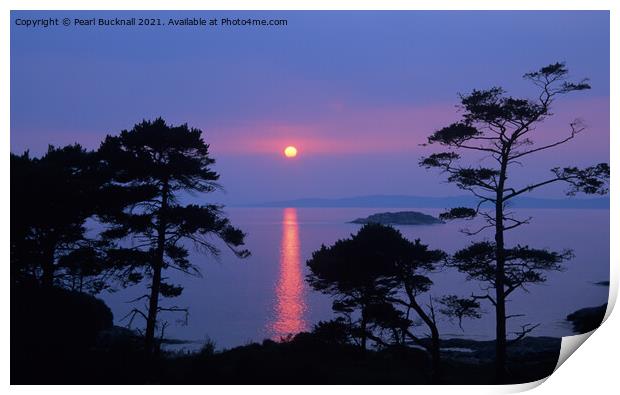 Scots Pines at Sunset on Scottish West Coast Print by Pearl Bucknall