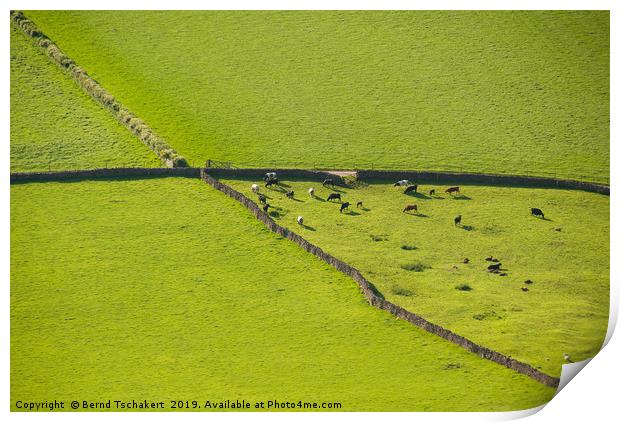 Drystone walls, cows and pastures, Lake Dictrict Print by Bernd Tschakert
