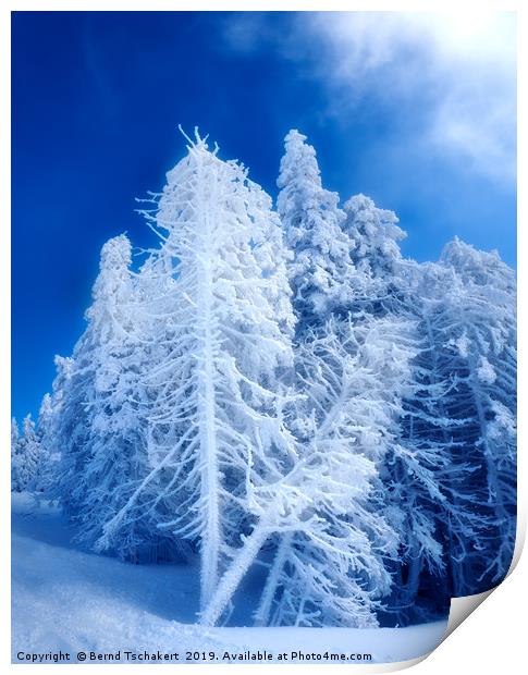 Snow covered winter trees, Austria  Print by Bernd Tschakert