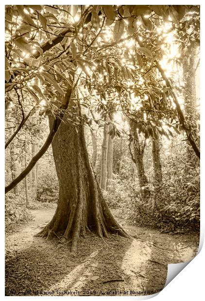  Tree in woodland, Abbots Pool close Bristol, UK Print by Bernd Tschakert