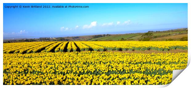 Cornish daffodils Print by Kevin Britland
