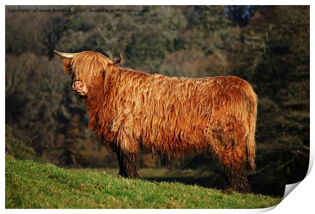male highland cow Print by Kevin Britland