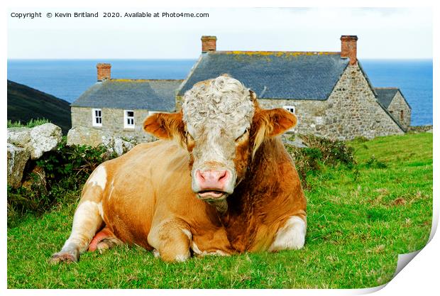 bull lying down Print by Kevin Britland